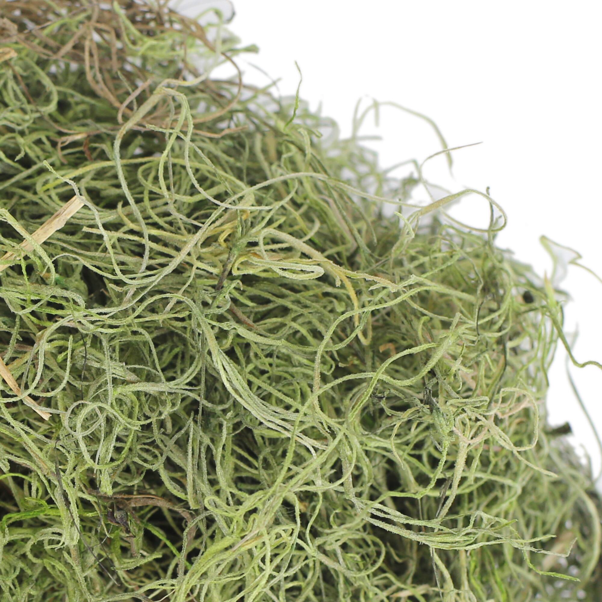 24 Pack: Basil Green Spanish Moss by Ashland®